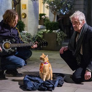 Foto Um Gato de Rua Chamado Bob