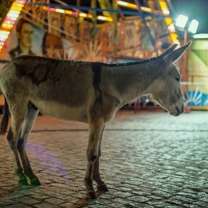 Foto Super Orquestra Arcoverdense de Ritmos Americanos