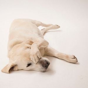 Foto Um Cachorro para Dois