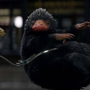 Foto Animais Fantásticos e Onde Habitam