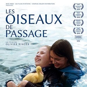 Foto Os Pássaros Migratórios