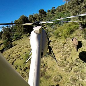 Foto O Extermínio do Marfim