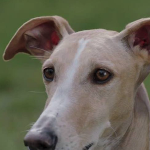 Foto Autocrítica de um Cão Burguês