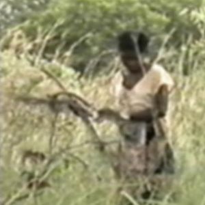 Foto A Colheita do Diabo