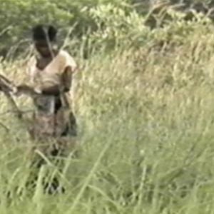 Foto A Colheita do Diabo