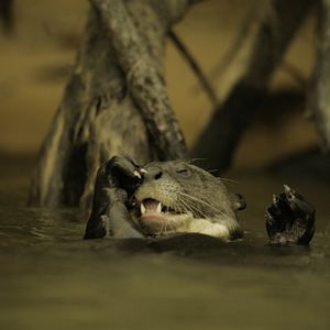 Foto Todas as Manhãs do Mundo