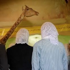 Foto Waiting for Giraffes