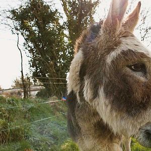 Foto Do Donkeys Act?