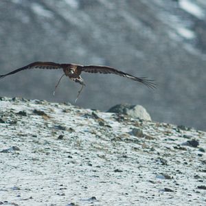 Foto Uma Caçadora E Sua Águia