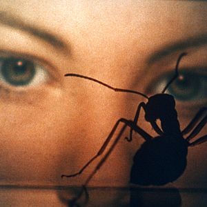 Foto Fase IV - Destruição