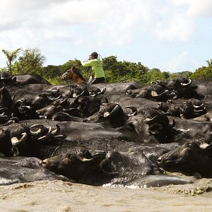 Foto Bravos Valentes - Vaqueiros do Brasil