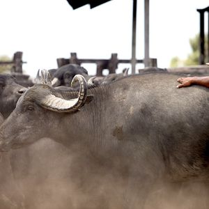Foto Bravos Valentes - Vaqueiros do Brasil