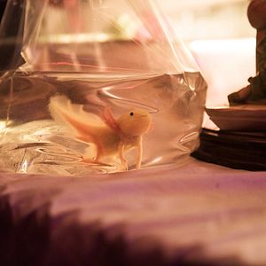 Foto Axolotl Overkill