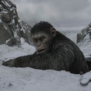 Foto Planeta dos Macacos: A Guerra