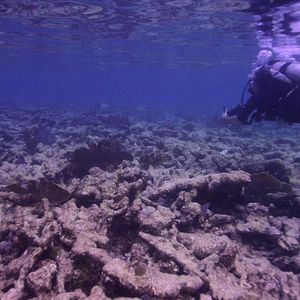 Foto Chasing Coral