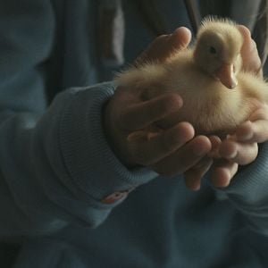 Foto Os Pássaros Migratórios