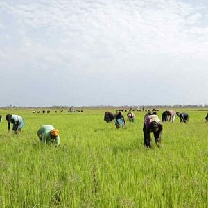 Foto Dead Donkeys Fear No Hyenas