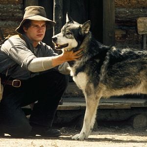 Foto Caninos Brancos