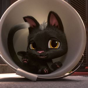 Foto Rudolph, o Gatinho Preto