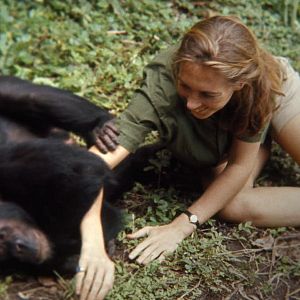 Foto Jane: A Mãe dos Chimpanzés
