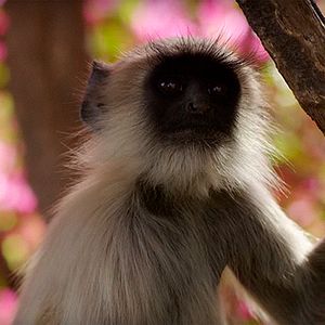 Foto Earth: One Amazing Day