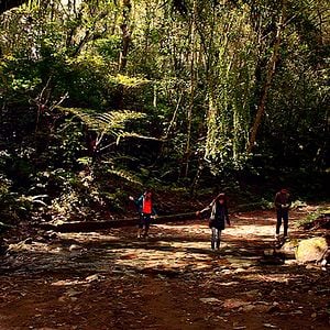 Foto Bosque de Névoa