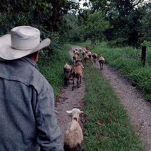 Foto Bosque de Névoa