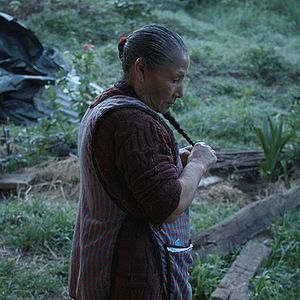 Foto Bosque de Névoa