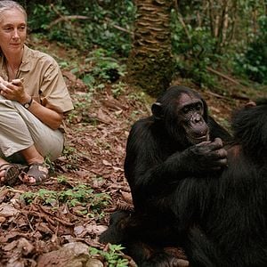 Foto Jane: A Mãe dos Chimpanzés