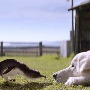 Foto Oddball e os Pinguins