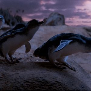 Foto Oddball e os Pinguins