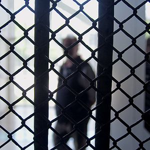 Foto A Cor do Camaleão