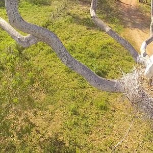 Foto Pantanal, a Boa Inocência de Nossas Origens
