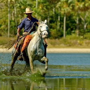 Foto Pantanal, a Boa Inocência de Nossas Origens