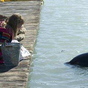 Foto Free Willy - A Grande Fuga