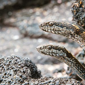 Foto Earth: One Amazing Day