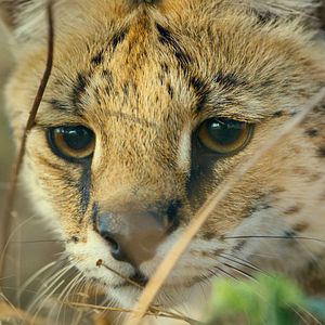 Foto Earth: One Amazing Day