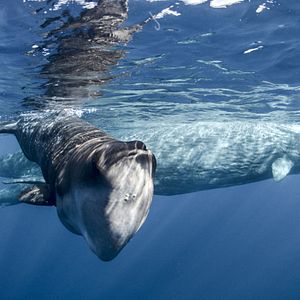 Foto Earth: One Amazing Day