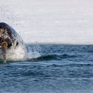 Foto Earth: One Amazing Day