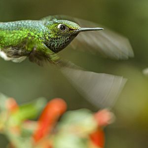 Foto Earth: One Amazing Day