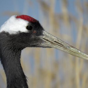 Foto Earth: One Amazing Day