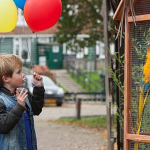 Foto Meu Amigo é uma Girafa