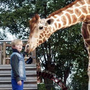 Foto Meu Amigo é uma Girafa