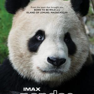 Foto Pandas