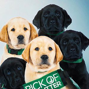 Foto Pick of the Litter