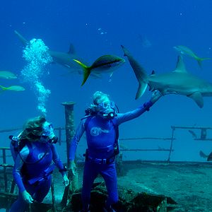 Foto Wonders of the Sea 3D