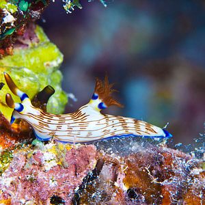 Foto Wonders of the Sea 3D