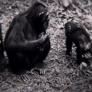 Foto Jane: A Mãe dos Chimpanzés