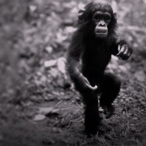 Foto Jane: A Mãe dos Chimpanzés