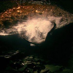 Foto Aquilo que Sobra